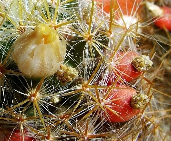 Mammillaria _prolifera _ssp.prolifera 'haitiensis' _11